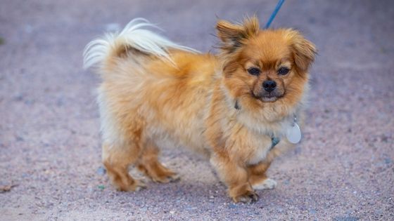 5 Gift Ideas For Small-Breed Dog Owners