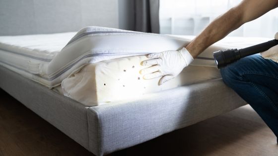 How to Deal With a Bed Bug Infestation