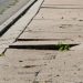 How to Repair the Damage Sidewalk