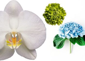 Rosh Hashanah flowers for your loved ones