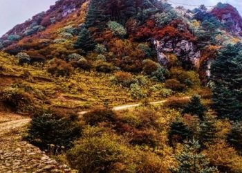 Trek or by car in Sandakphu