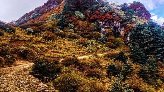 Trek or by car in Sandakphu