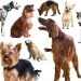 8 Dog Breeds That Live The Longest