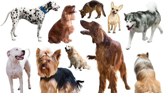 8 Dog Breeds That Live The Longest