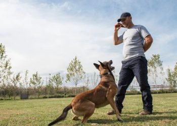General Tips for Successful Dog Training