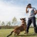 General Tips for Successful Dog Training