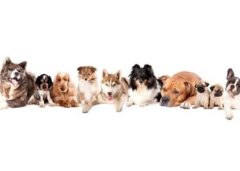 The 10 Best Dog Breeds for Families with Kids