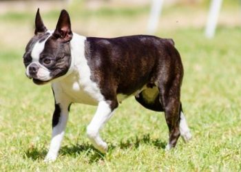 How to Identify a Boston Terrier