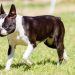 How to Identify a Boston Terrier